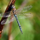 Herbst-Mosaikjungfer (Aeshna mixta) II