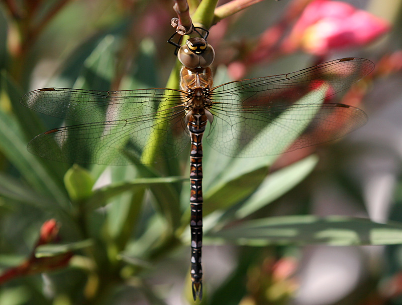 Herbst-Mosaikjungfer, (Aeshna mixta) II