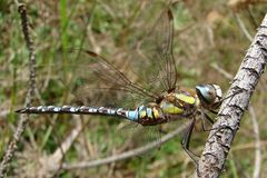 Herbst-Mosaikjungfer (Aeshna mixta) II