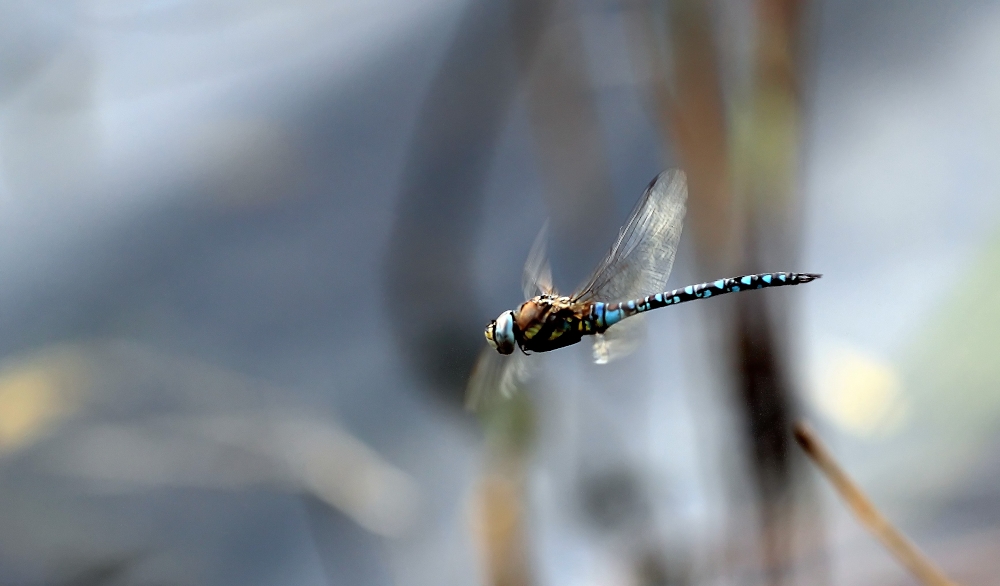 Herbst-Mosaikjungfer (Aeshna mixta) III