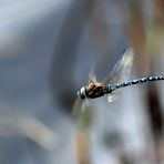 Herbst-Mosaikjungfer (Aeshna mixta) III