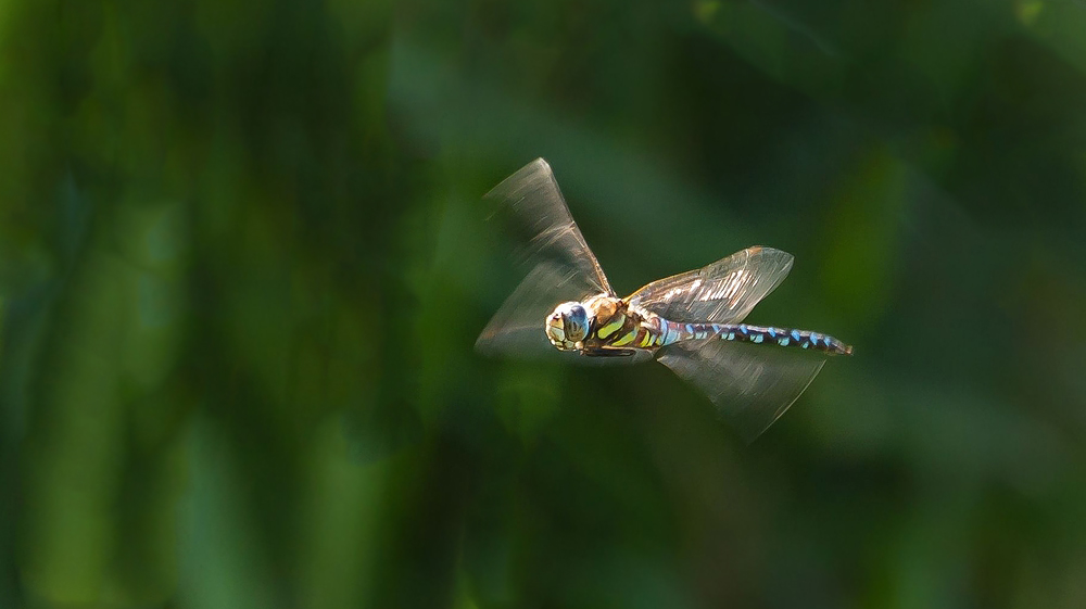 Herbst-Mosaikjungfer – Aeshna mixta im Flug