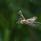 Herbst-Mosaikjungfer – Aeshna mixta im Flug