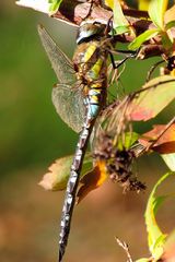 Herbst-Mosaikjungfer (Aeshna mixta), Männchen