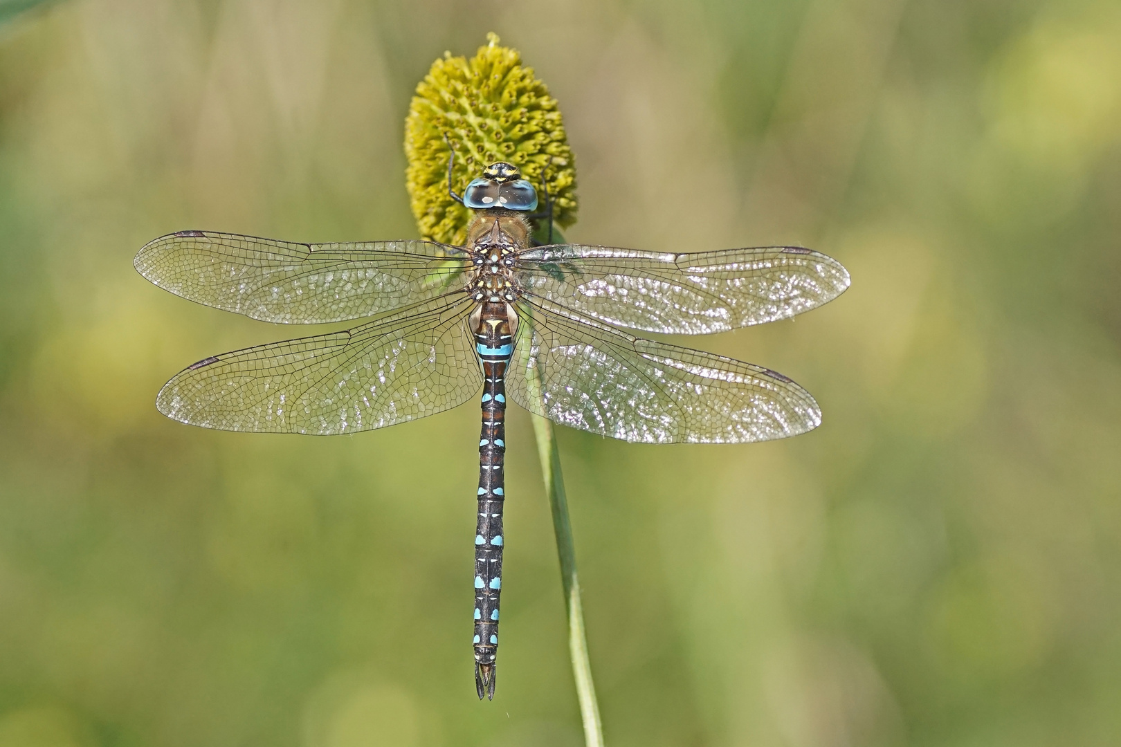 Herbst-Mosaikjungfer (Aeshna mixta), Männchen