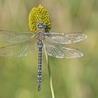 Herbst-Mosaikjungfer (Aeshna mixta), Männchen