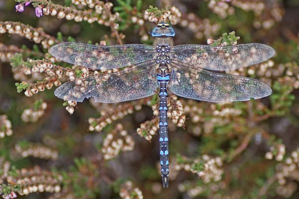 Herbst-Mosaikjungfer (Aeshna mixta), Männchen