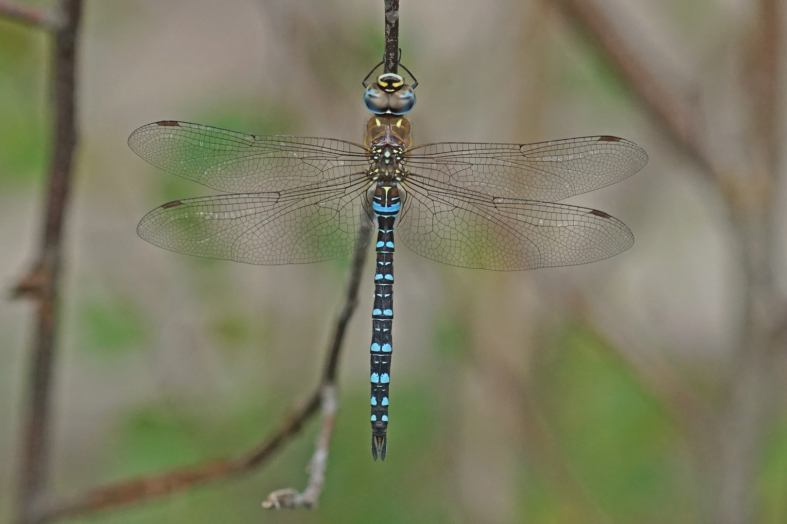 Herbst-Mosaikjungfer (Aeshna mixta), Männchen