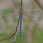 Herbst-Mosaikjungfer (Aeshna mixta), Männchen