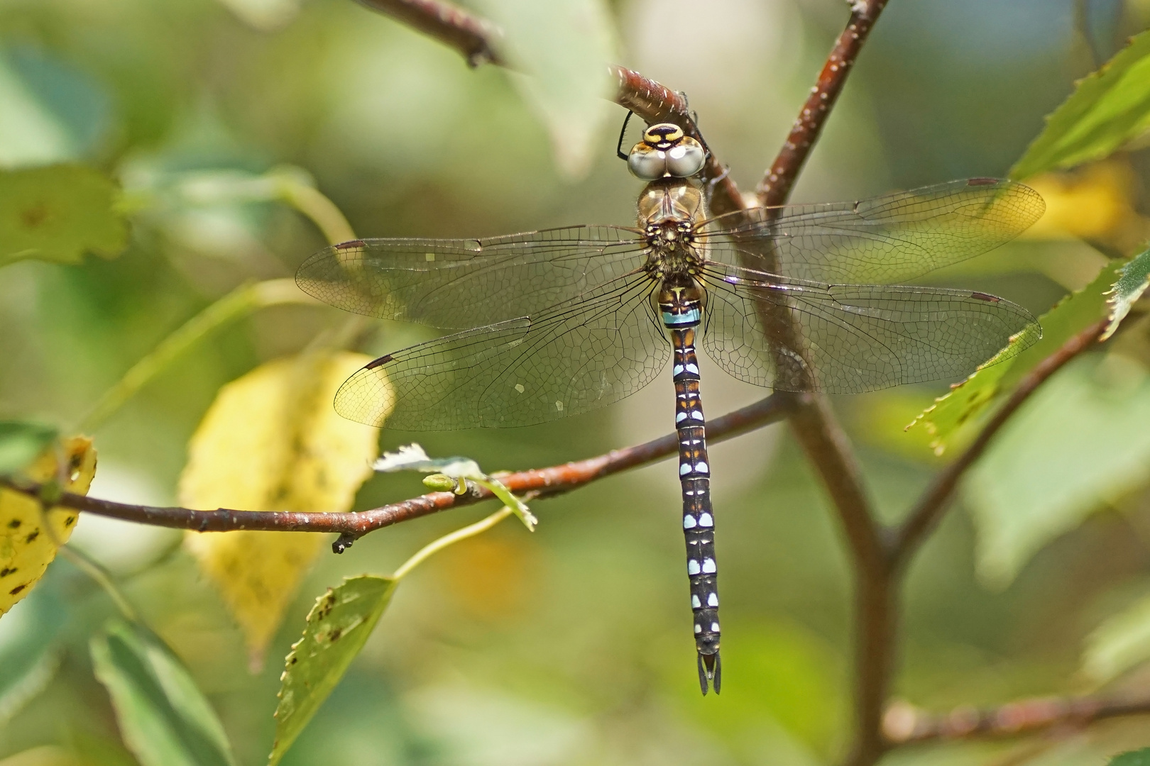 Herbst-Mosaikjungfer (Aeshna mixta), Männchen