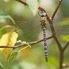 Herbst-Mosaikjungfer (Aeshna mixta), Männchen