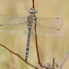 Herbst-Mosaikjungfer (Aeshna mixta), Männchen