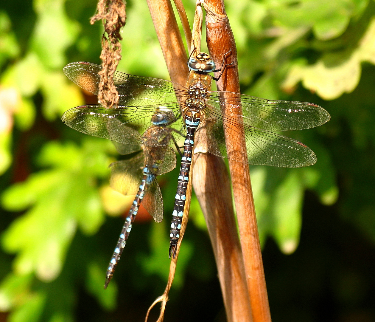 Herbst-Mosaikjungfer (Aeshna mixta), Männchen 