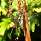 Herbst-Mosaikjungfer (Aeshna mixta), Männchen 