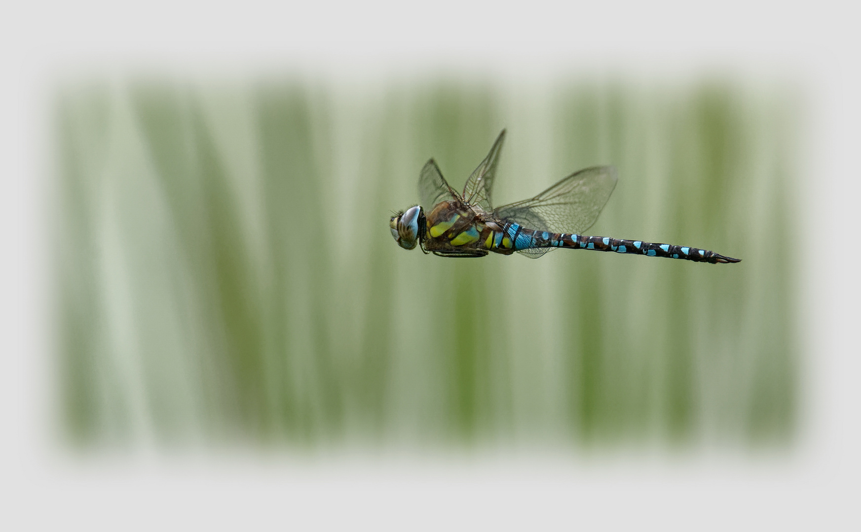 Herbst-Mosaikjungfer (Aeshna mixta) Männchen 