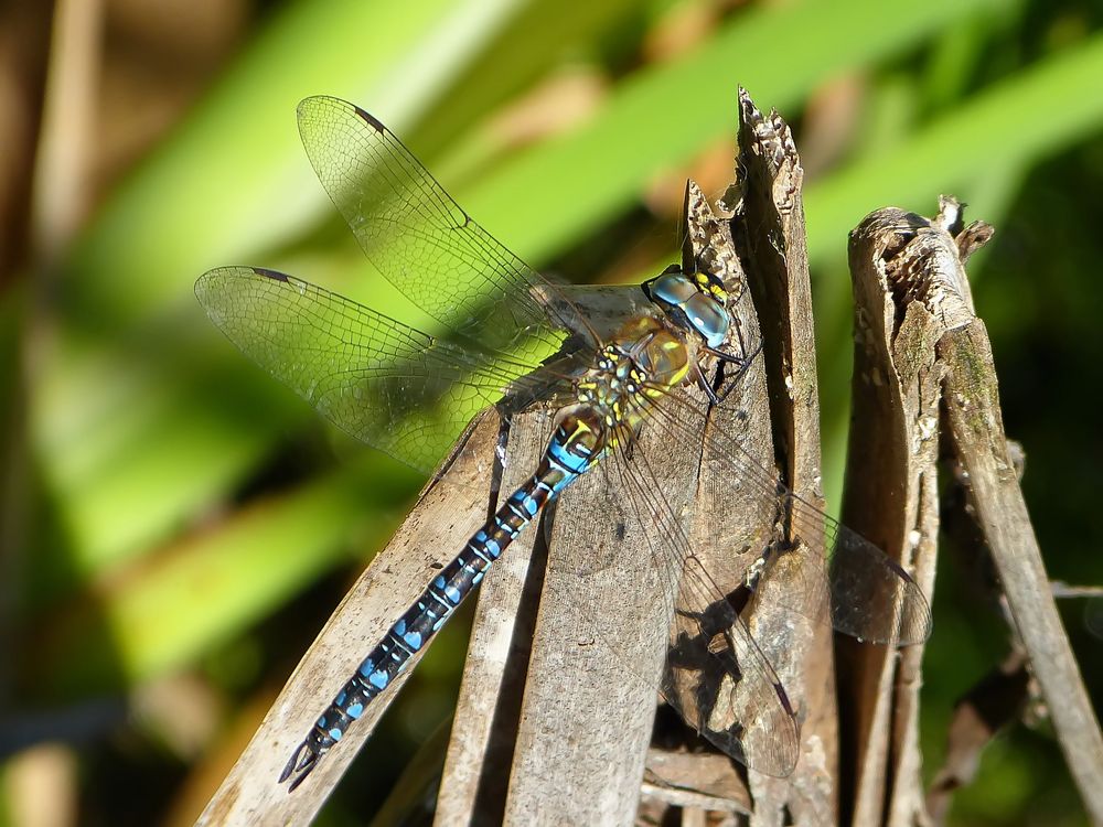 *~ Herbst-Mosaikjungfer (Aeshna mixta), Männchen ~*