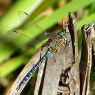 *~ Herbst-Mosaikjungfer (Aeshna mixta), Männchen ~*