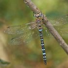 Herbst-Mosaikjungfer (Aeshna mixta), Männchen