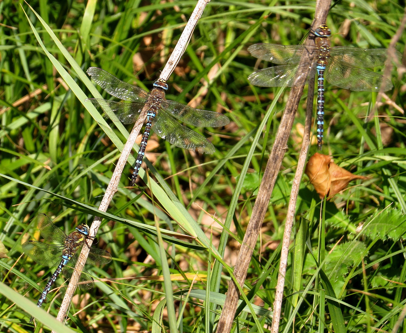 Herbst-Mosaikjungfer (Aeshna mixta), Männchen (Doku)