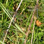 Herbst-Mosaikjungfer (Aeshna mixta), Männchen (Doku)