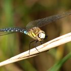 Herbst-Mosaikjungfer (Aeshna mixta), Männchen im Blick...