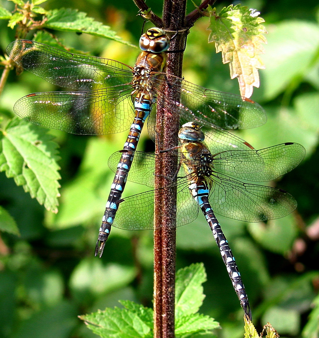 Herbst-Mosaikjungfer (Aeshna mixta), Männchen im Duo