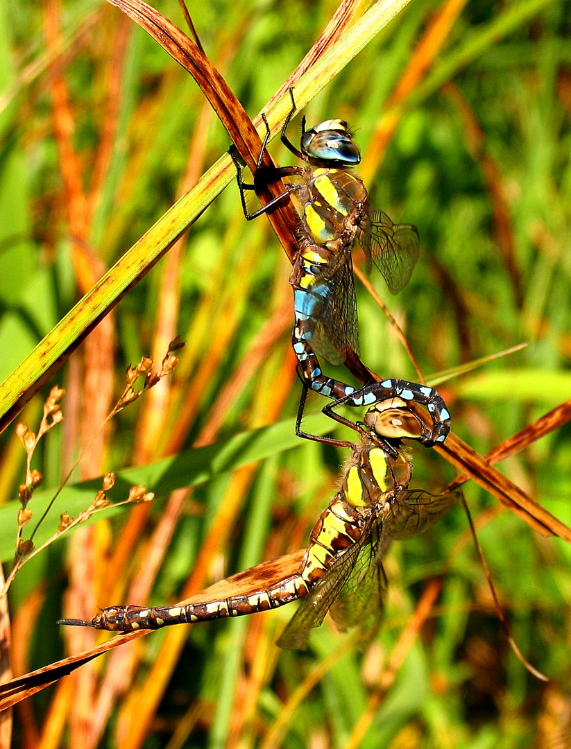 Herbst-Mosaikjungfer (Aeshna mixta), ... nach der Paarung