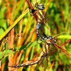 Herbst-Mosaikjungfer (Aeshna mixta), ... nach der Paarung