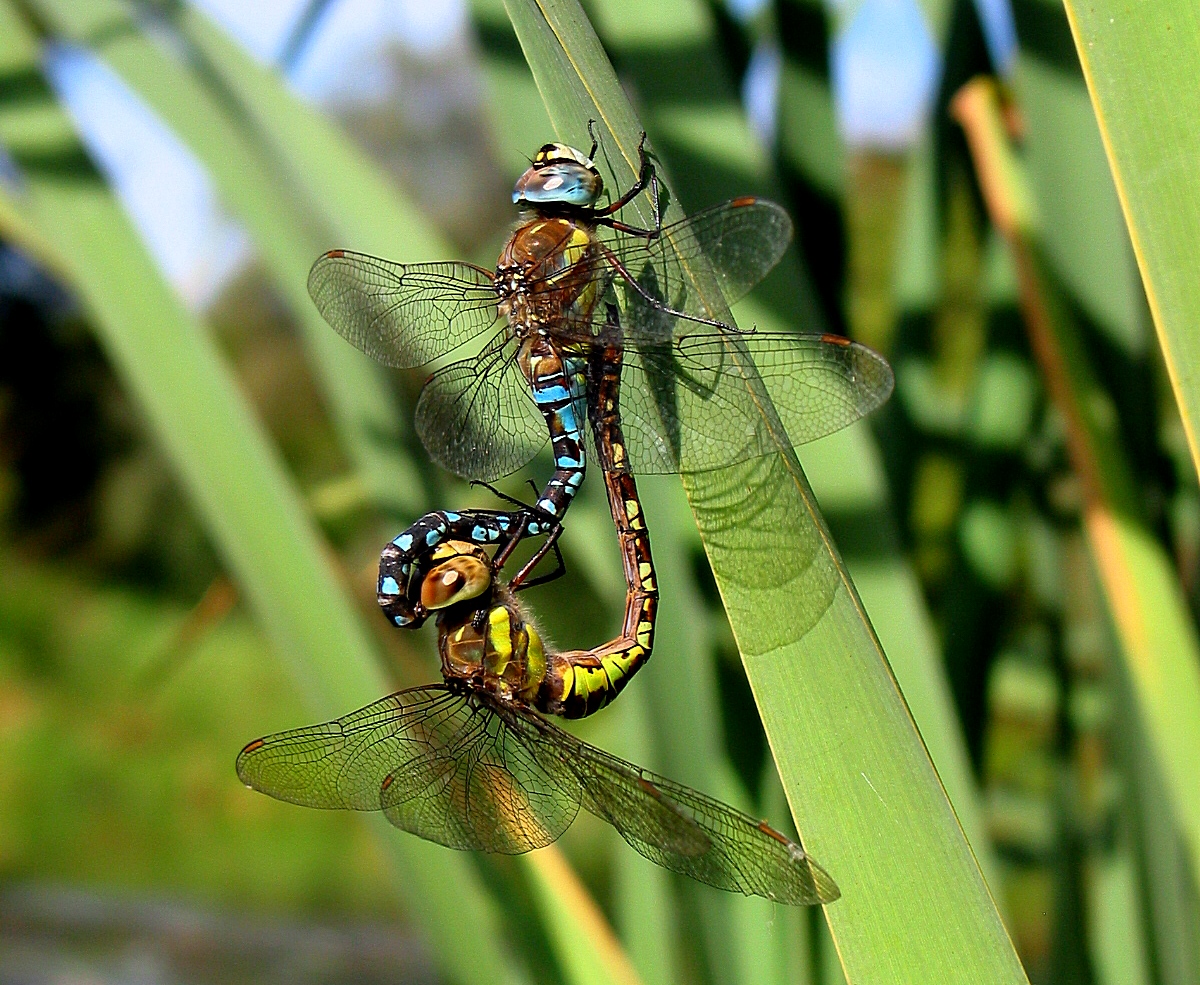 Herbst-Mosaikjungfer (Aeshna mixta), Paarungsrad