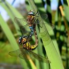 Herbst-Mosaikjungfer (Aeshna mixta), Paarungsrad