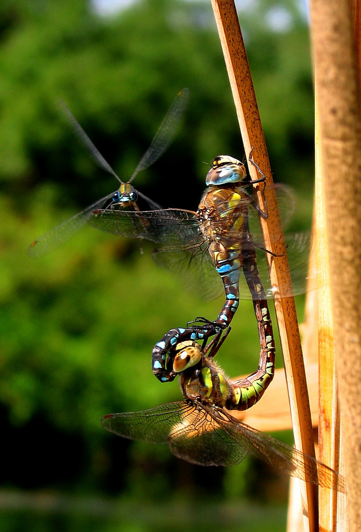 Herbst-Mosaikjungfer (Aeshna mixta), Paarungsrad 