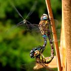 Herbst-Mosaikjungfer (Aeshna mixta), Paarungsrad 