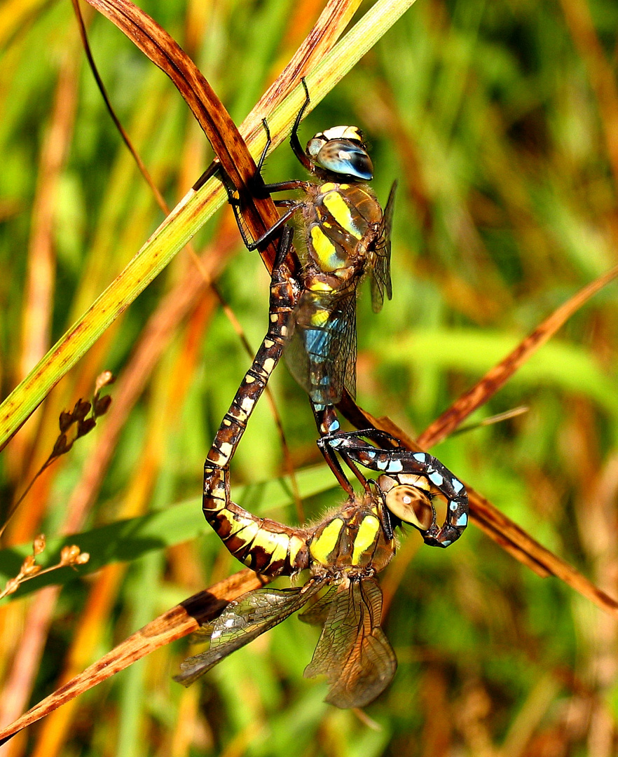 Herbst-Mosaikjungfer (Aeshna mixta), Paarungsrad