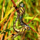 Herbst-Mosaikjungfer (Aeshna mixta), Paarungsrad