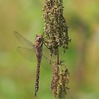 Herbst-Mosaikjungfer (Aeshna mixta) W