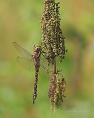 Herbst-Mosaikjungfer (Aeshna mixta) W