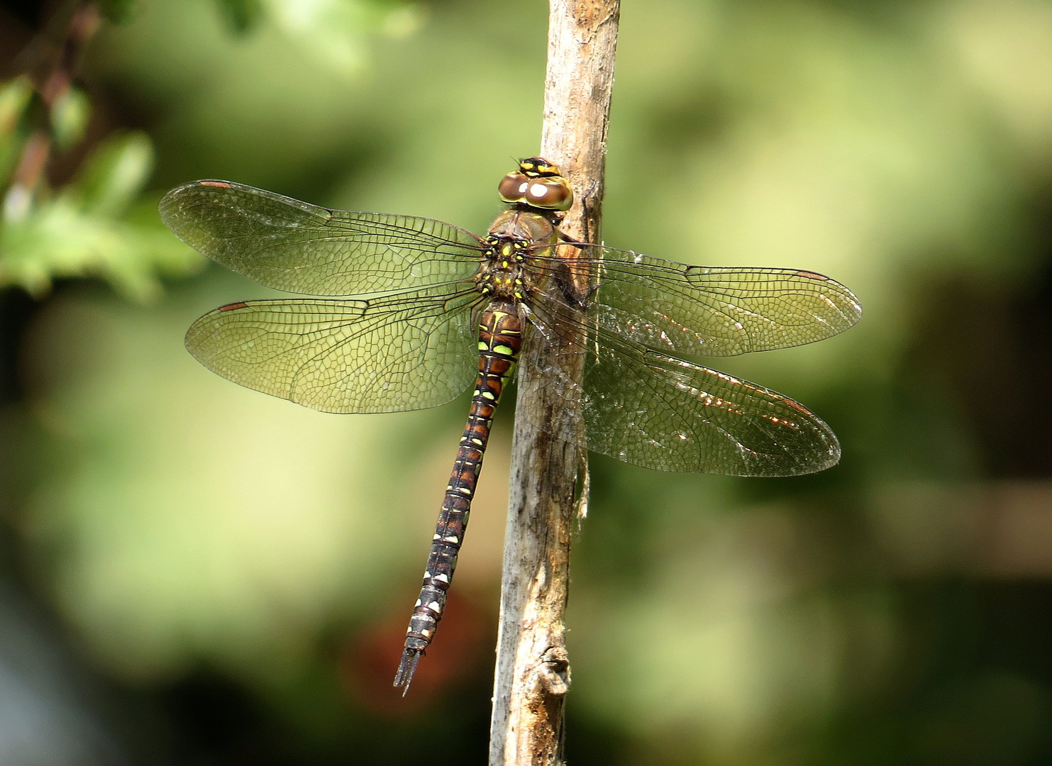 Herbst-Mosaikjungfer (Aeshna mixta), Weibchen