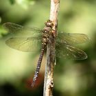 Herbst-Mosaikjungfer (Aeshna mixta), Weibchen