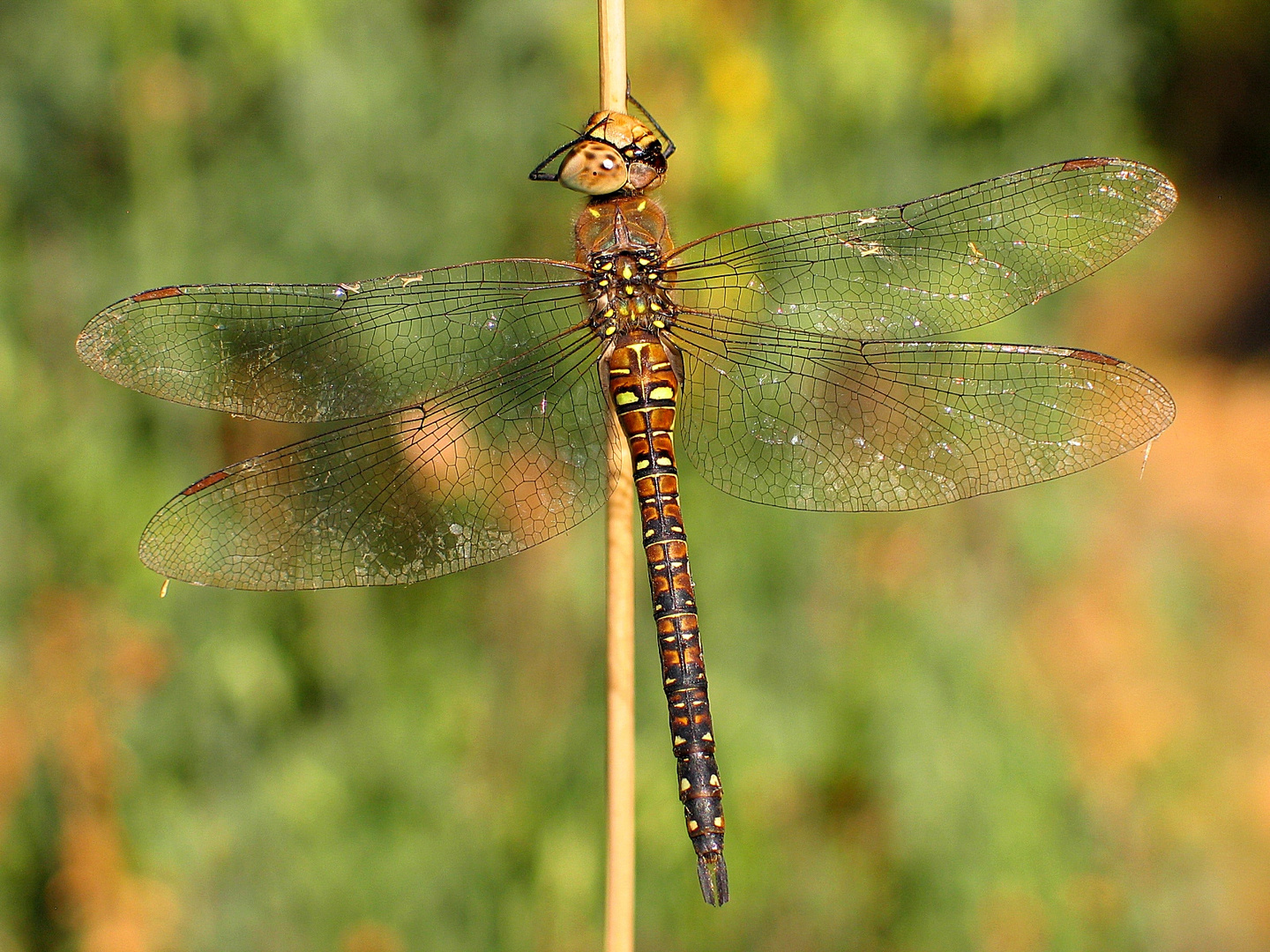 Herbst-Mosaikjungfer (Aeshna mixta), Weibchen