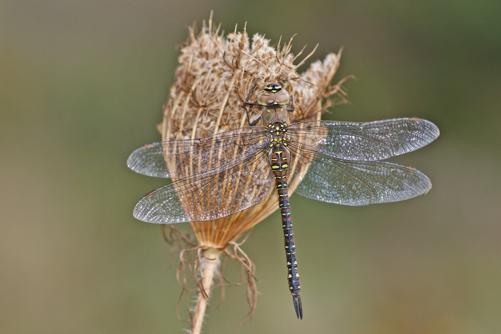 Herbst-Mosaikjungfer (Aeshna mixta), Weibchen (Adult)