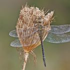 Herbst-Mosaikjungfer (Aeshna mixta), Weibchen (Adult)