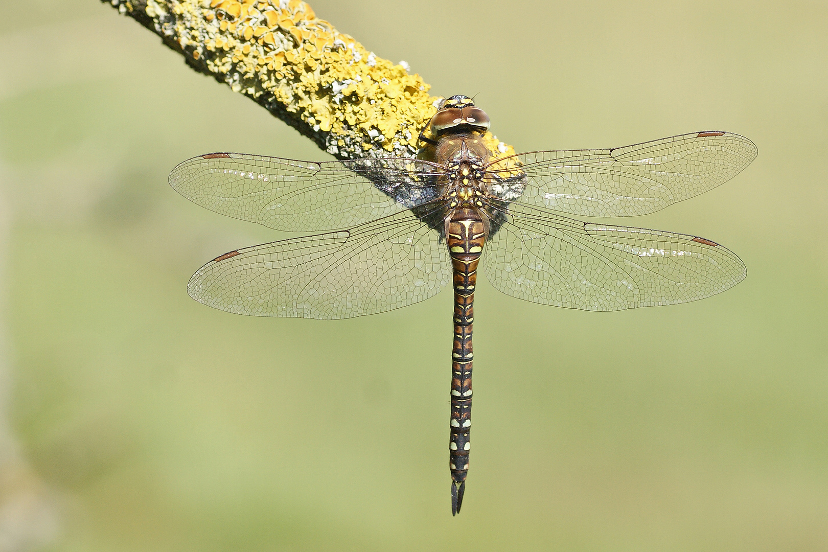 Herbst-Mosaikjungfer (Aeshna mixta), Weibchen