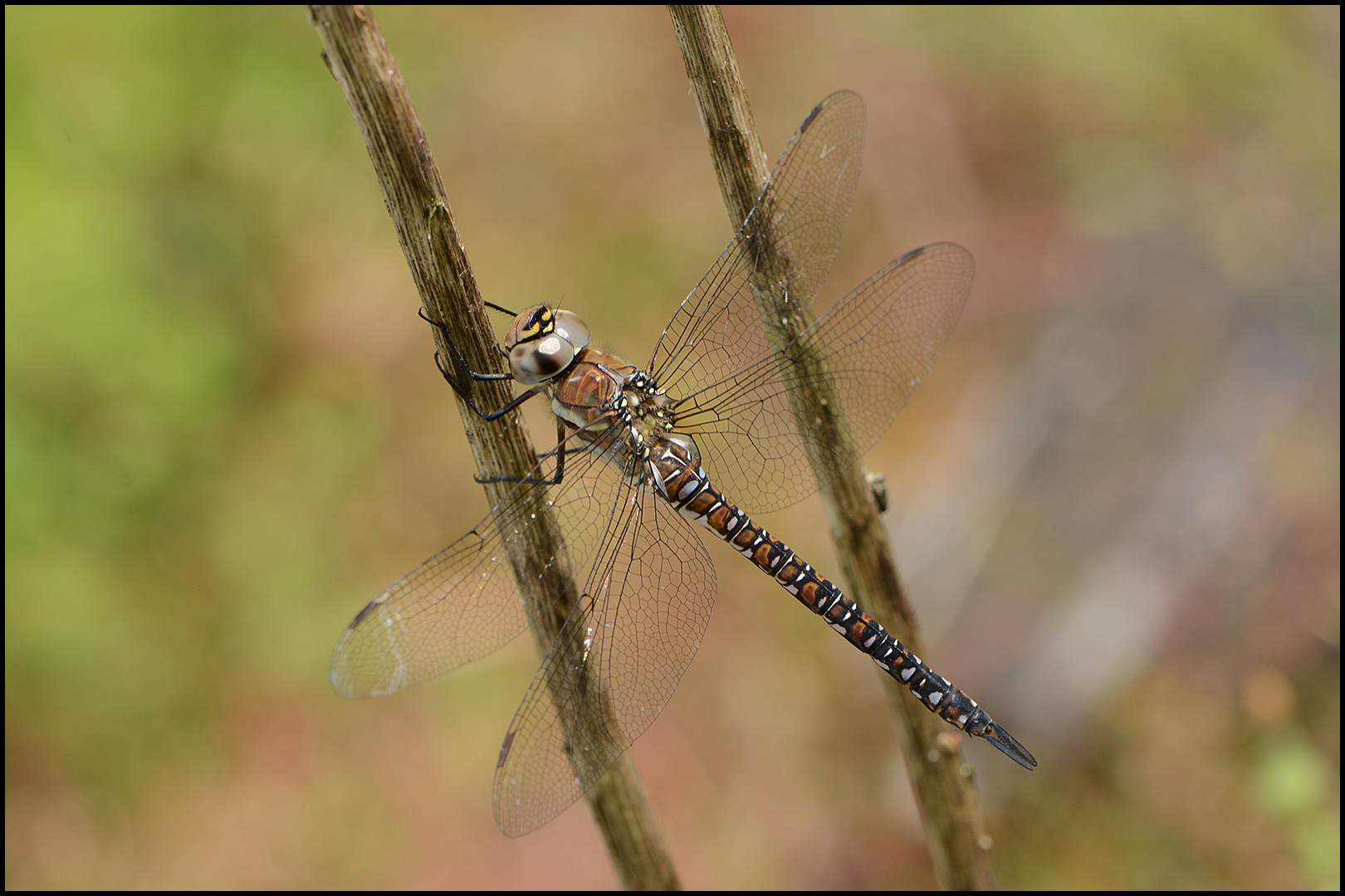 Herbst-Mosaikjungfer - Aeshna_mixta (?)