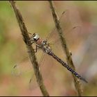 Herbst-Mosaikjungfer - Aeshna_mixta (?)