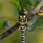 Herbst-Mosaikjungfer: Auslöser für Waldeidechsenfotos