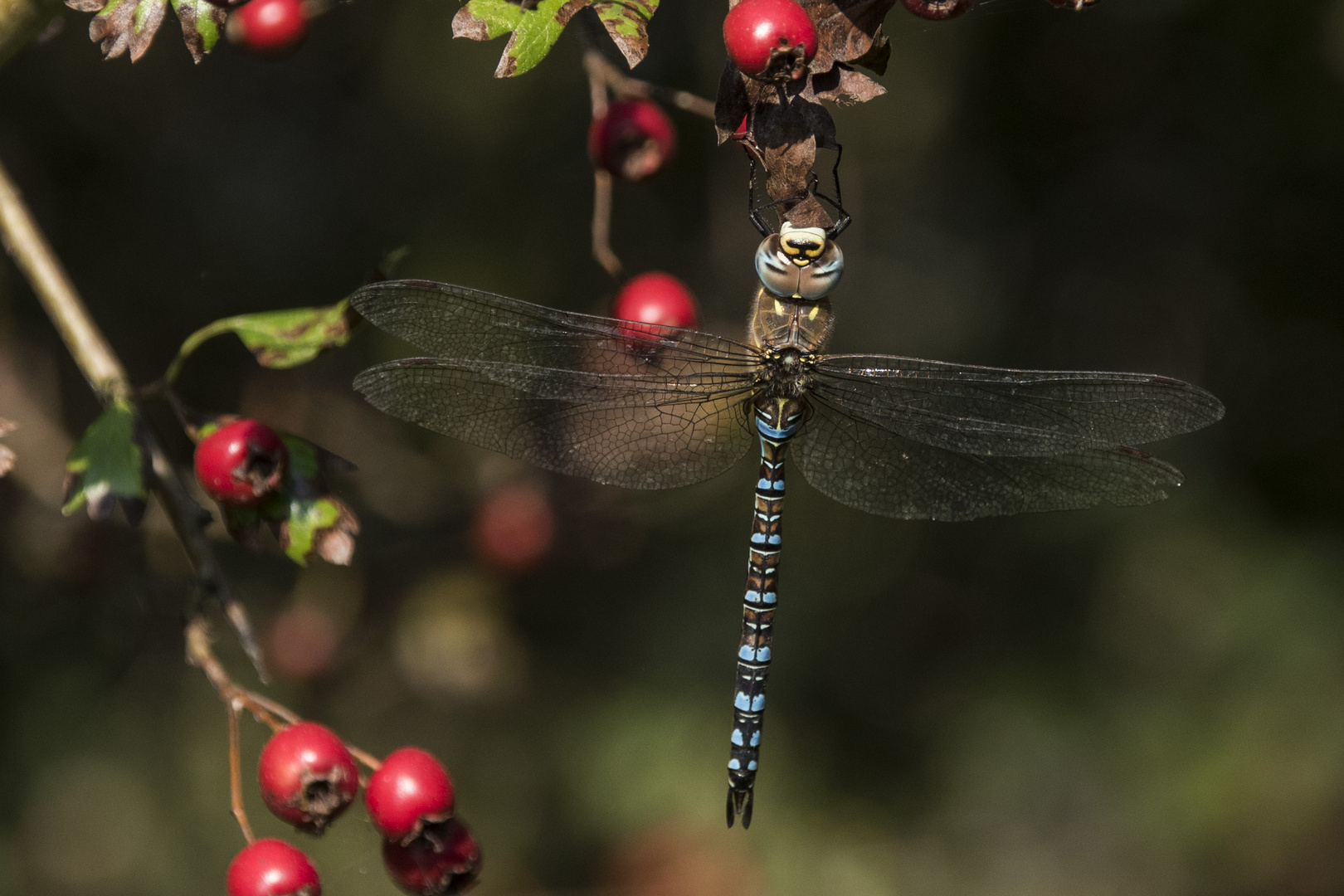 Herbst-Mosaikjungfer