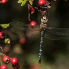 Herbst-Mosaikjungfer