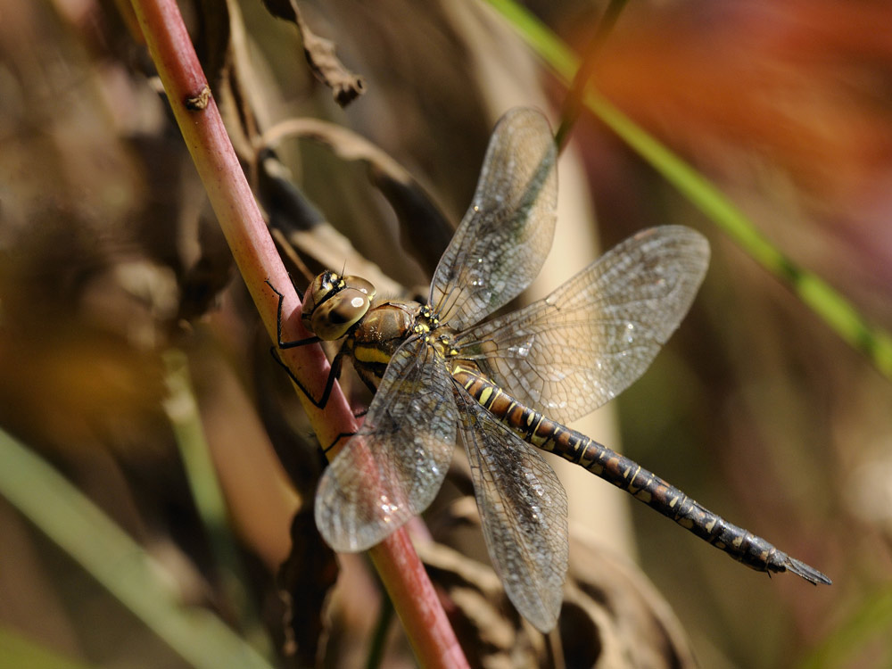 Herbst-Mosaikjungfer