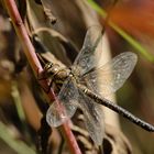 Herbst-Mosaikjungfer