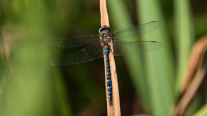  * Herbst-Mosaikjungfer *